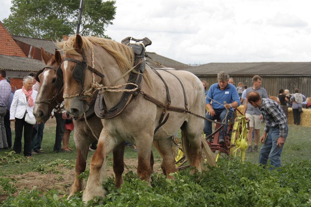 Paardenfeesten