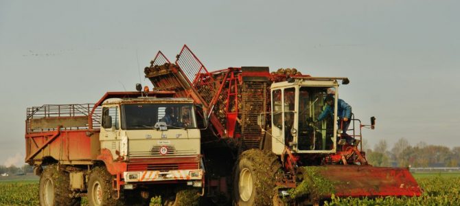 Loonw. Koole – Hulst (NL)